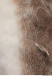 Photo Textures of Animals Skin